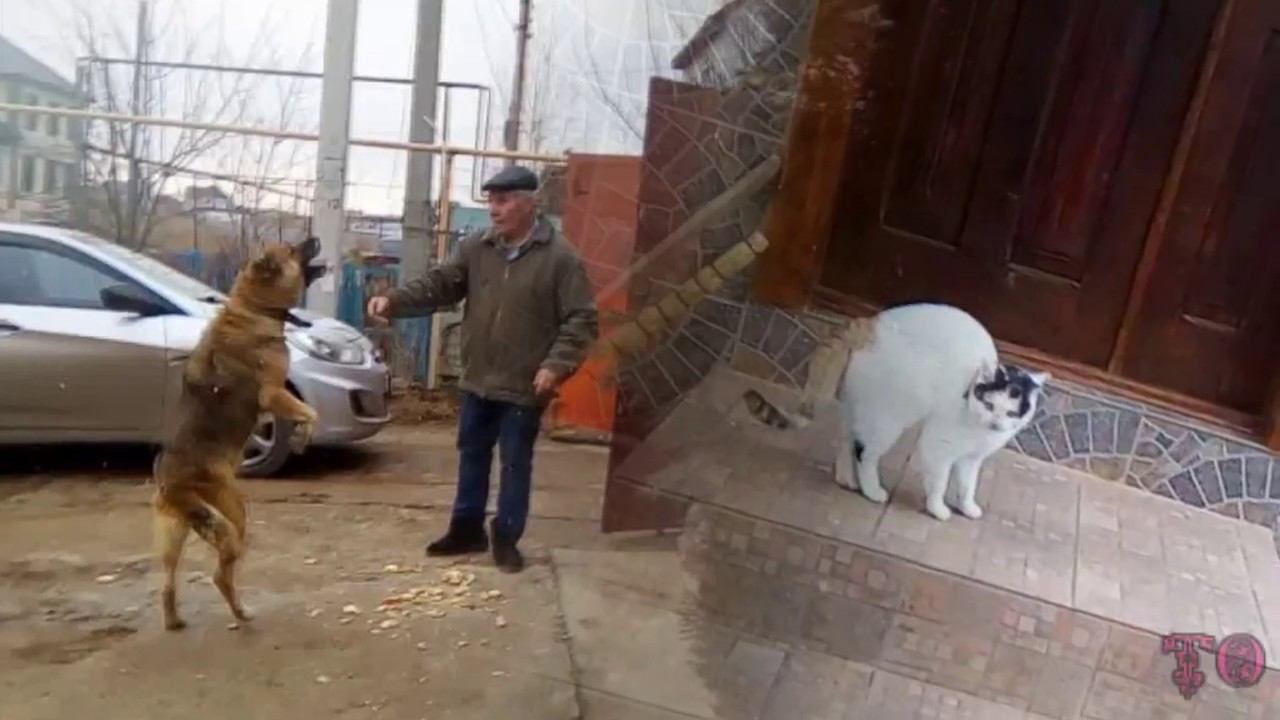 КОШАЧЬИ И СОБАЧЬИ ПРОГУЛКИ ВО ДВОРЕ, НАШИ ДОМАШНИЕ ЖИВОТНЫЕ смотреть онлайн