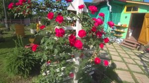 6 соток 23 июня 2021 Алиска, розы и первый сбор огурцов. Обрываю листья после...