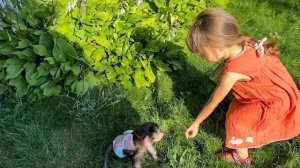 Кукуруза не понравилась ни Ангелине, ни Люсе, а вот черешня другое дело)))