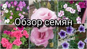 ОБЗОР СЕМЯН 2026/КАКИЕ Я КУПИЛА СЕМЕНА ПЕТУНИИ И ЭУСТОМЫ.