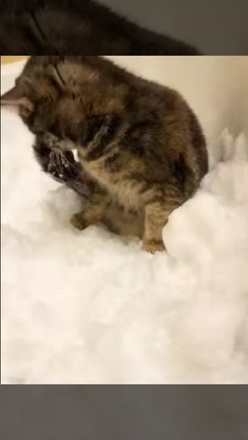 К снегу приучать надо постепенно