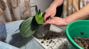 18-01-2026.  Спасаю  Орхидею .