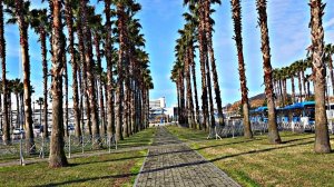 ✅️🌴18 ЯНВАРЯ В СИРИУСЕ: +5°, ЖД ВОКЗАЛ ИМЕРЕТИНСКИЙ КУРОРТ,  ПАЛЬМОВАЯ АЛЛЕЯ И МИМОЗА. ЛУЧШИЕ МЕСТА