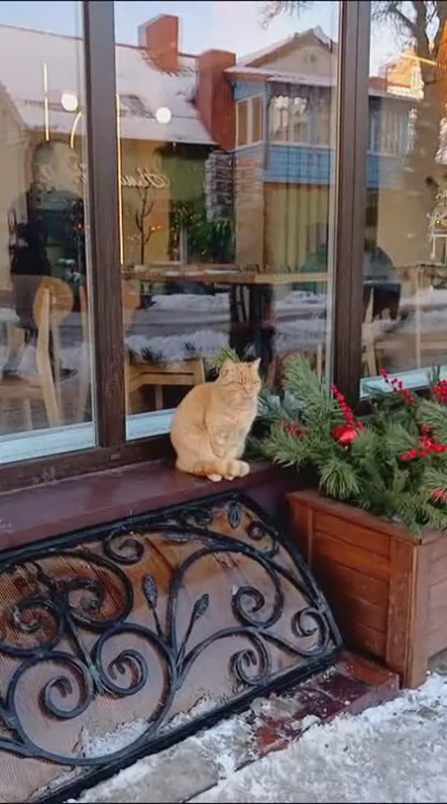 Милые Котики ))) смотреть онлайн