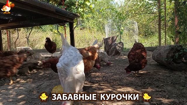 Забавные курочки несушки на сельском подворье 🤗😂😜 (95) смотреть онлайн
