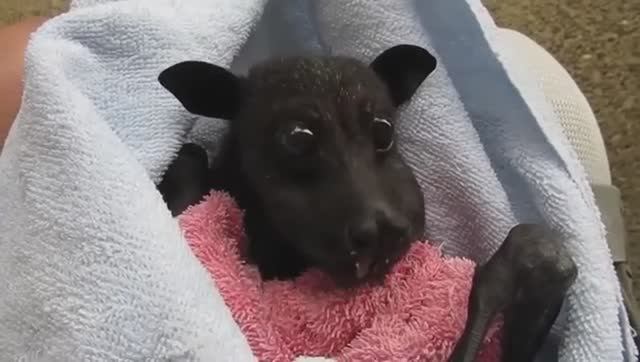 Моменты с Животными Один на Миллион. смотреть онлайн