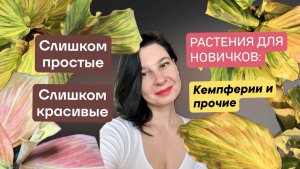 Слишком простые - слишком красивые комнатные растения. Кемпферии и другие растения для новичков