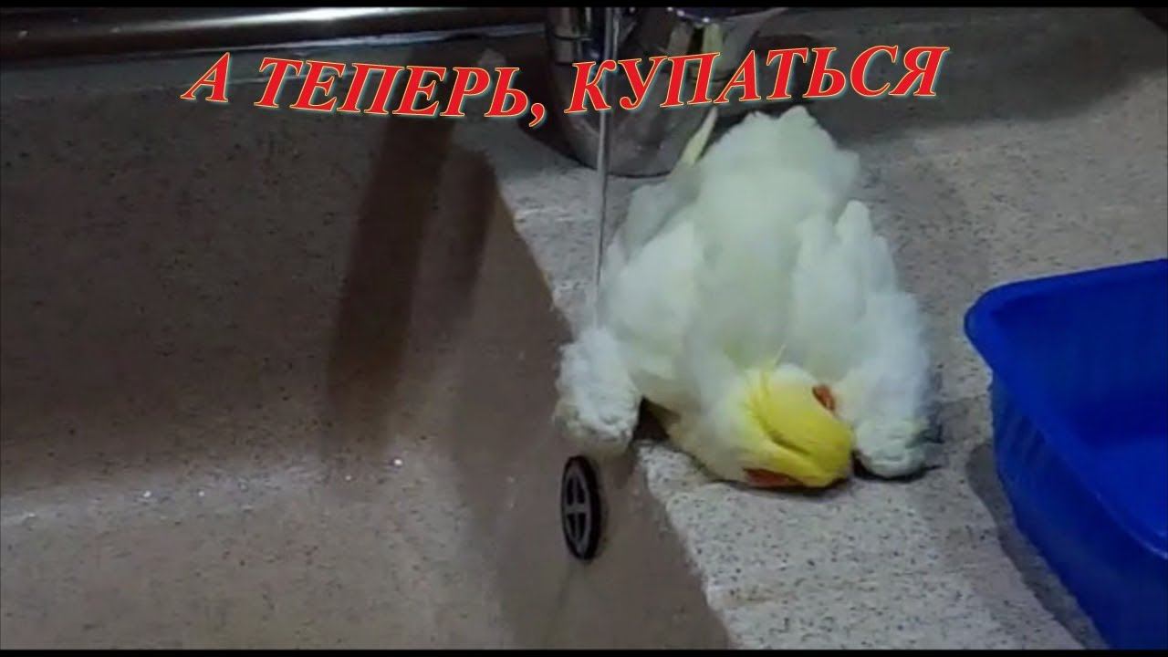 ПОПУГАИ РЕШИЛИ ПОЧИСТИТЬ КРЫЛЫШКИ, ПРИНЯТЬ ВАННУ смотреть онлайн