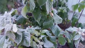 30 сентября 2025. Мороз подкрался незаметно.