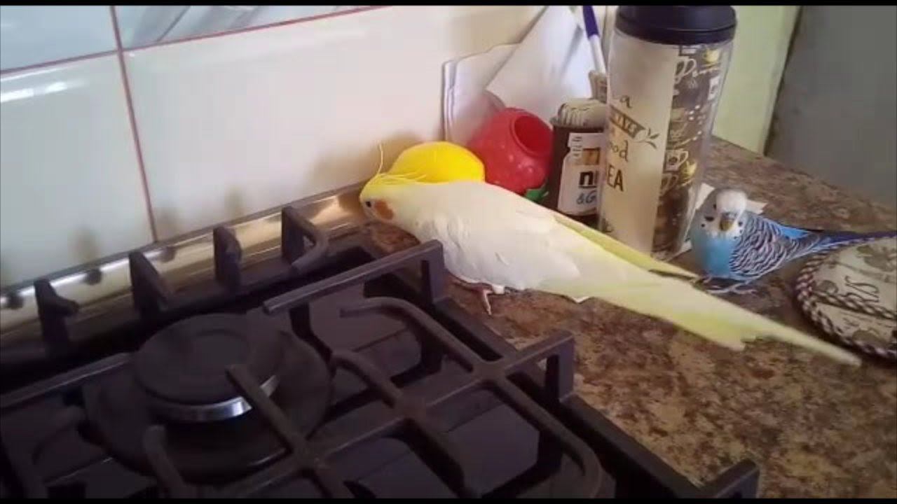 НАШИ ПОПУГАИ РЕШИЛИ ПОЖИВИТЬСЯ НА КУХНЕ, ПРОГУЛКА ПОПУГАЕВ смотреть онлайн