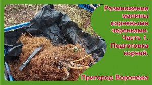 Укоренение крапивки малины. Часть 1. Подготовка и закладка корней. Пригород Воронежа