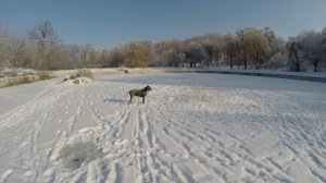 Прогулка с Зевсом и тест драйв моей старой камеры GoPro HERO 3+ Black Edition.