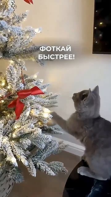 В доме есть кот смотреть онлайн