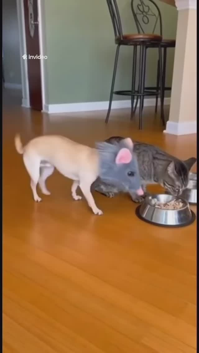 😂Я мышь! смотреть онлайн