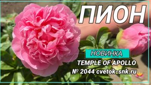 ТРАВЯНИСТЫЙ ГИБРИД "TEMPLE OF APOLLO"/Сад Ворошиловой