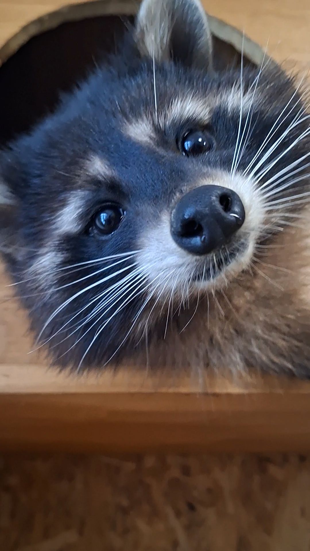 Еноты в Енотосбурге смотреть онлайн