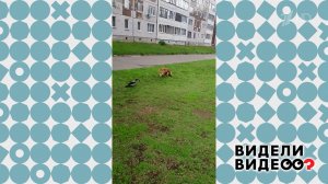 Ворона выгуливает собаку. Видели видео? Фрагмент выпуска от 18.01.2026