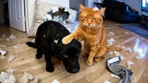 ВИДЕО ПРИКОЛЫ С ЖИВОТНЫМИ 😹  СМЕШНЫЕ КОТЫ и СОБАКИ СМЕШНЫЕ ЖИВОТНЫЕ