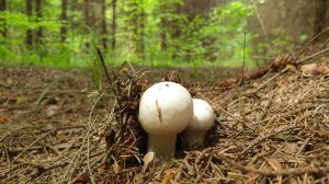 ЛУЧШАЯ ТИХАЯ ОХОТА НА ШАМПИНЬОНЫ !!!