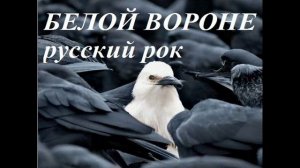 БЕЛОЙ ВОРОНЕ