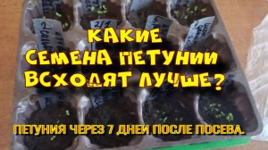 КАКИЕ СЕМЕНА ПЕТУНИИ ВСХОДЯТ ЛУЧШЕ?