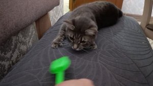 Муся красотуся