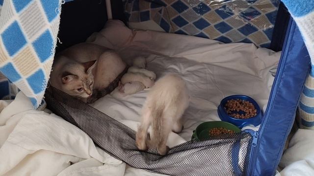 Котенок Купидон пришел проверить червячков