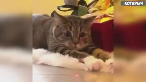 ПРИКОЛЫ С ЖИВОТНЫМИ Смешные КОТЫ и СОБАКИ Приколы с котами СМЕШНЫЕ КОШКИ