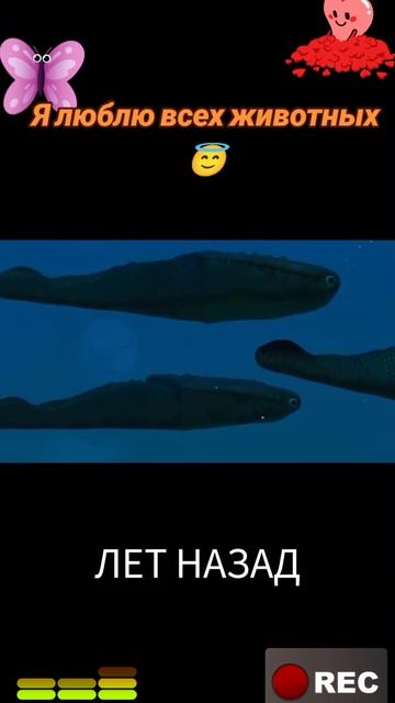 Я люблю всех животных😇 смотреть онлайн