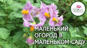 Маленький огород в маленьком саду