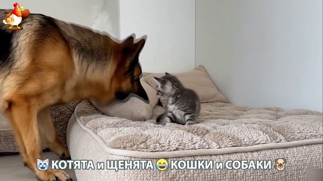 Котята и щенята 🐈🐶 Кошки и собаки 🤗 Милое видео про животных (67) смотреть онлайн