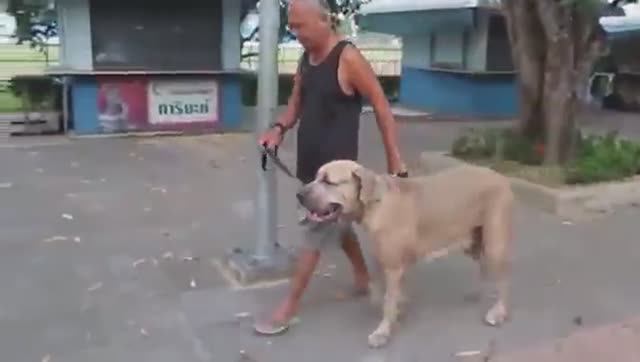 60 Животных-Героев Которые Спасли Жизни Людей. смотреть онлайн