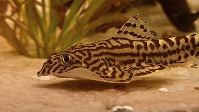 псевдоскат севилья смотреть онлайн