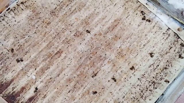 Есть кто живой? Точёк 1 пчёлы ревизия 18_01_2026