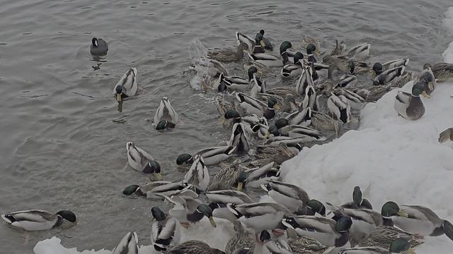 Как утки зимуют в Москве? смотреть онлайн