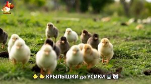 Утята и Цыплята - Кошки и котята, Собаки и щенята (327) Хвостики да Усики ❣️