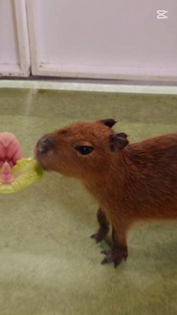 Капибары в Москве! смотреть онлайн