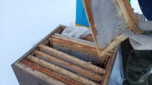 04.01.2026. Сколько мёда нужно оставить пчелосемье на зимовку?