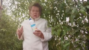 20 октября 2025.Триходерма в огороде.