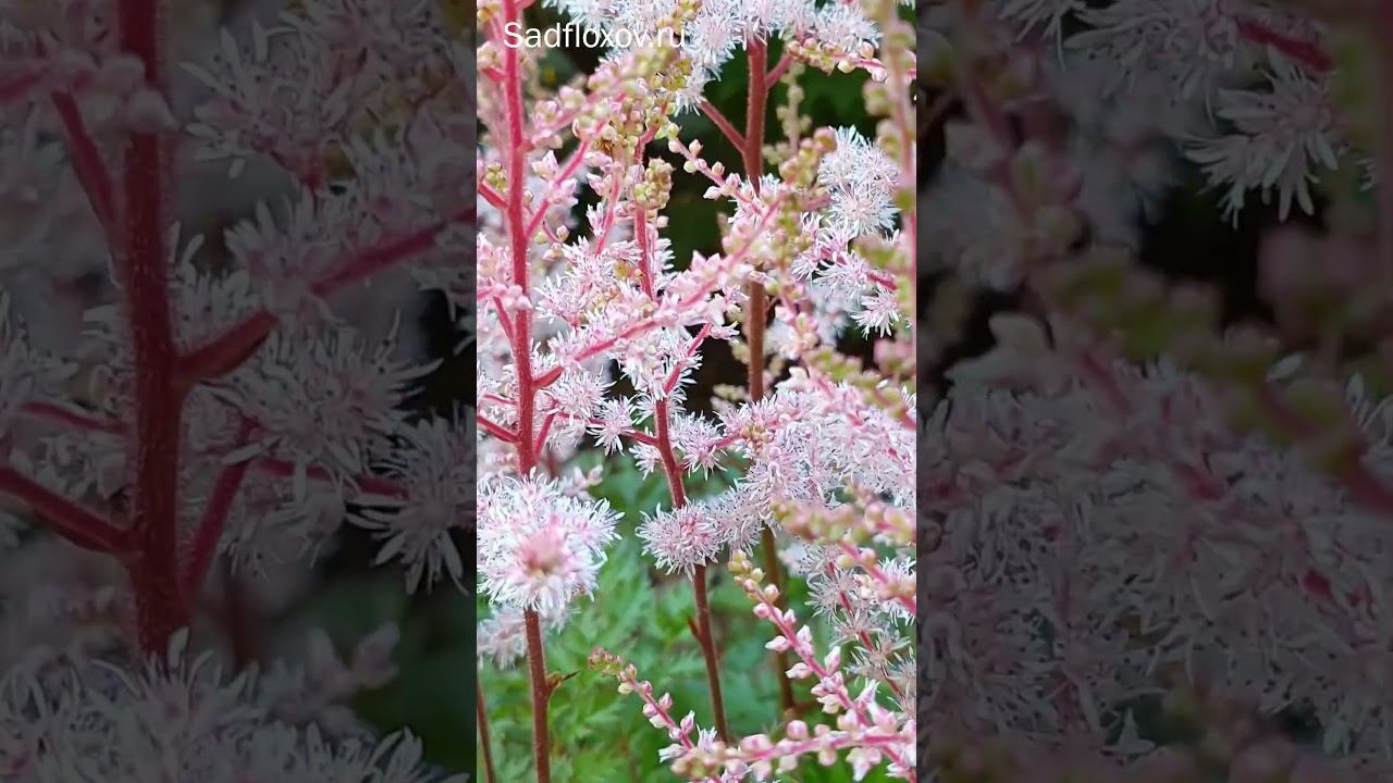 Астильба Дельф Лейс Delft Lace смотреть онлайн