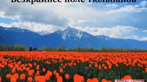 поле тюльпанов (Алёна Далида)