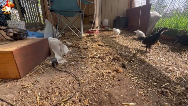 Любовь птицевода к Курочкам 🐥🐔🥚 Нежное видео 🐓 Версия (117) смотреть онлайн