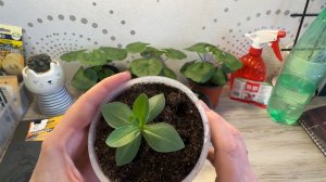 18. 01.26 обзор рассады, дневник огородника