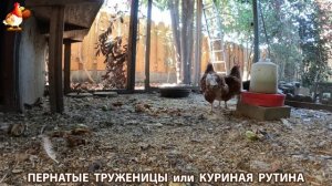Куриная рутина – что делают куры на выгуле 😂 эпизод (117)