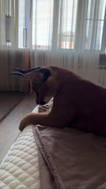 Игра Каракета и Сервала смотреть онлайн