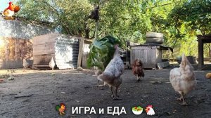 Кормление кур овощами и фруктами для зарядки и от скуки 🥗🐓🤗  (44)