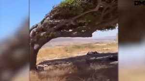 Топ-видео, никогда ранее не виденные широкой аудиторией. Видео из интернета.