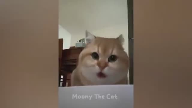 Ты смеёшься – ты проиграл! 😂🤣 Самые смешные собаки и кошки 2025 года смотреть онлайн