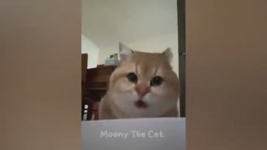 Ты смеёшься – ты проиграл! 😂🤣 Самые смешные собаки и кошки 2025 года