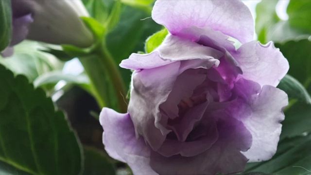 Результаты моего Вируса. Это не презентация новой песни. Она была ранее, здесь ремейк. смотреть онлайн